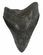 Serrated, Fossil Megalodon Tooth #54242-1
